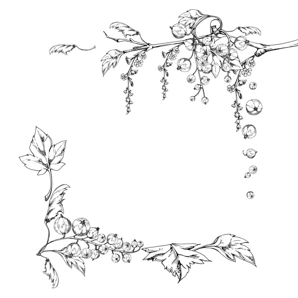 Currant gooseberry green leaves, long flower clusters, garden berry hanging on branches. Isolated square corner frame hand drawn in ink. Craft eco cosmetics, aroma candles, jam jar food labels vector