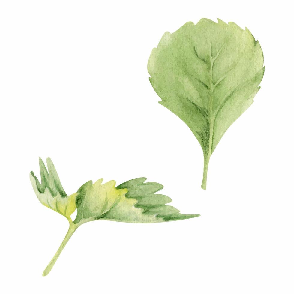 Watercolor illustration of green leaves vector