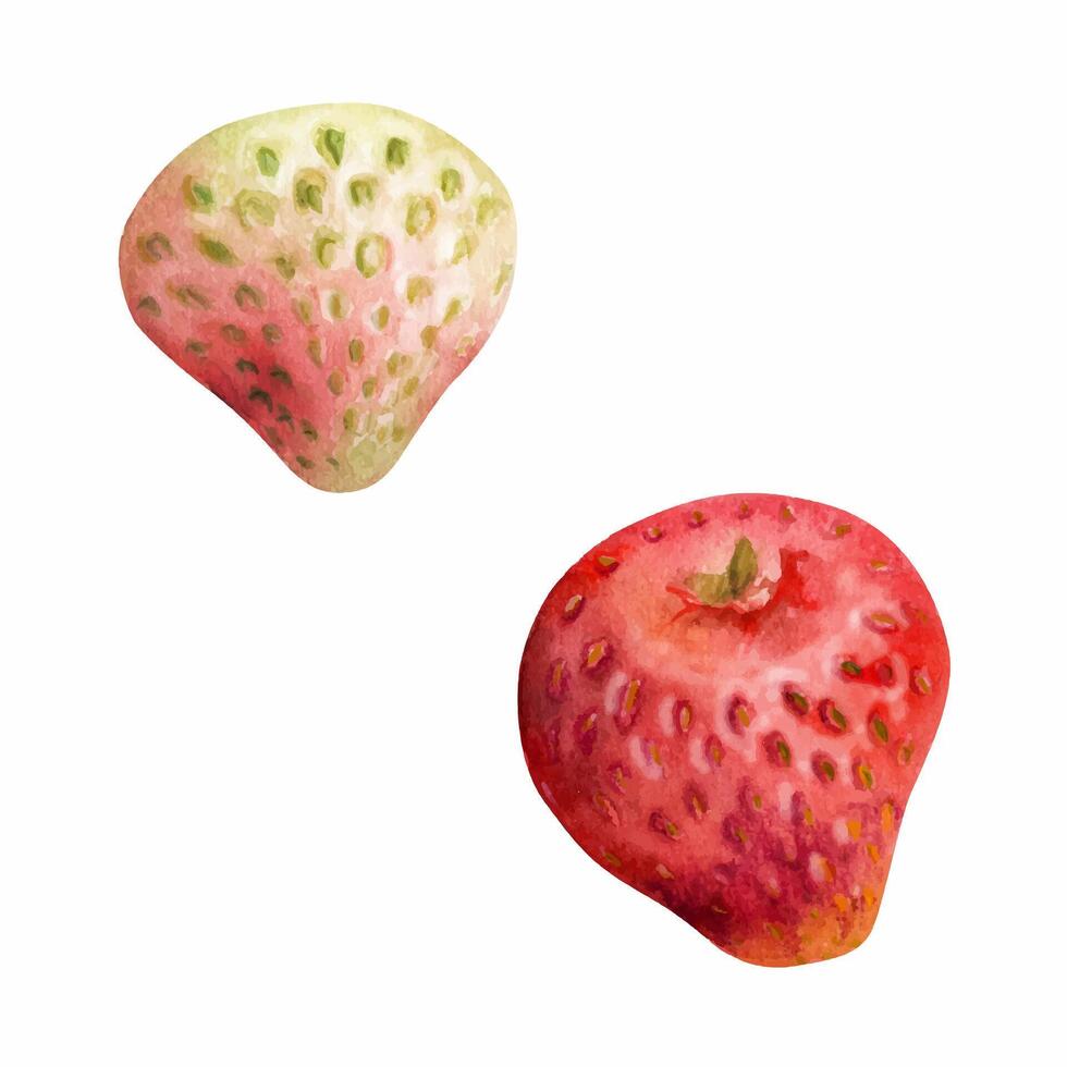 Fresh strawberries illustration vector