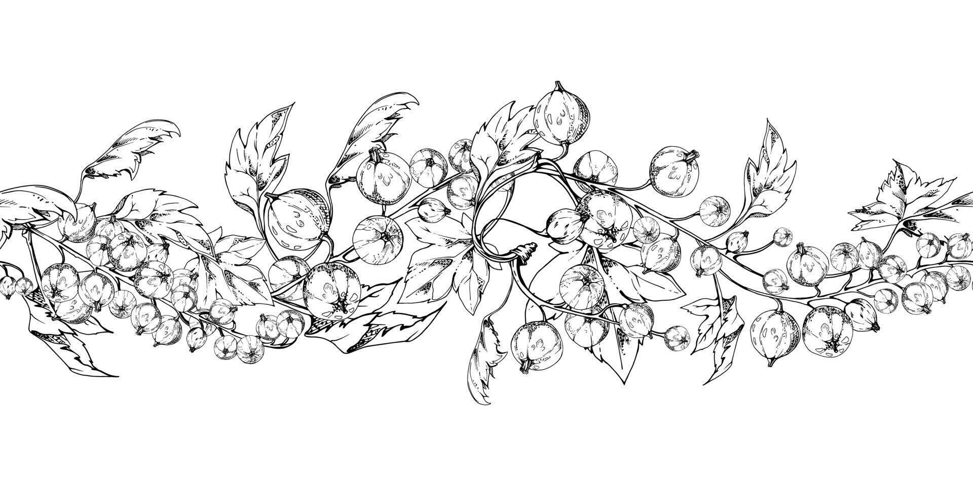 Currant gooseberry clusters with leaves, ripe berry juneberry casseille jostaberry, hand drawn in ink. Isolated seamless banner border garland for dessert menu, eco farmers market, gardening vector