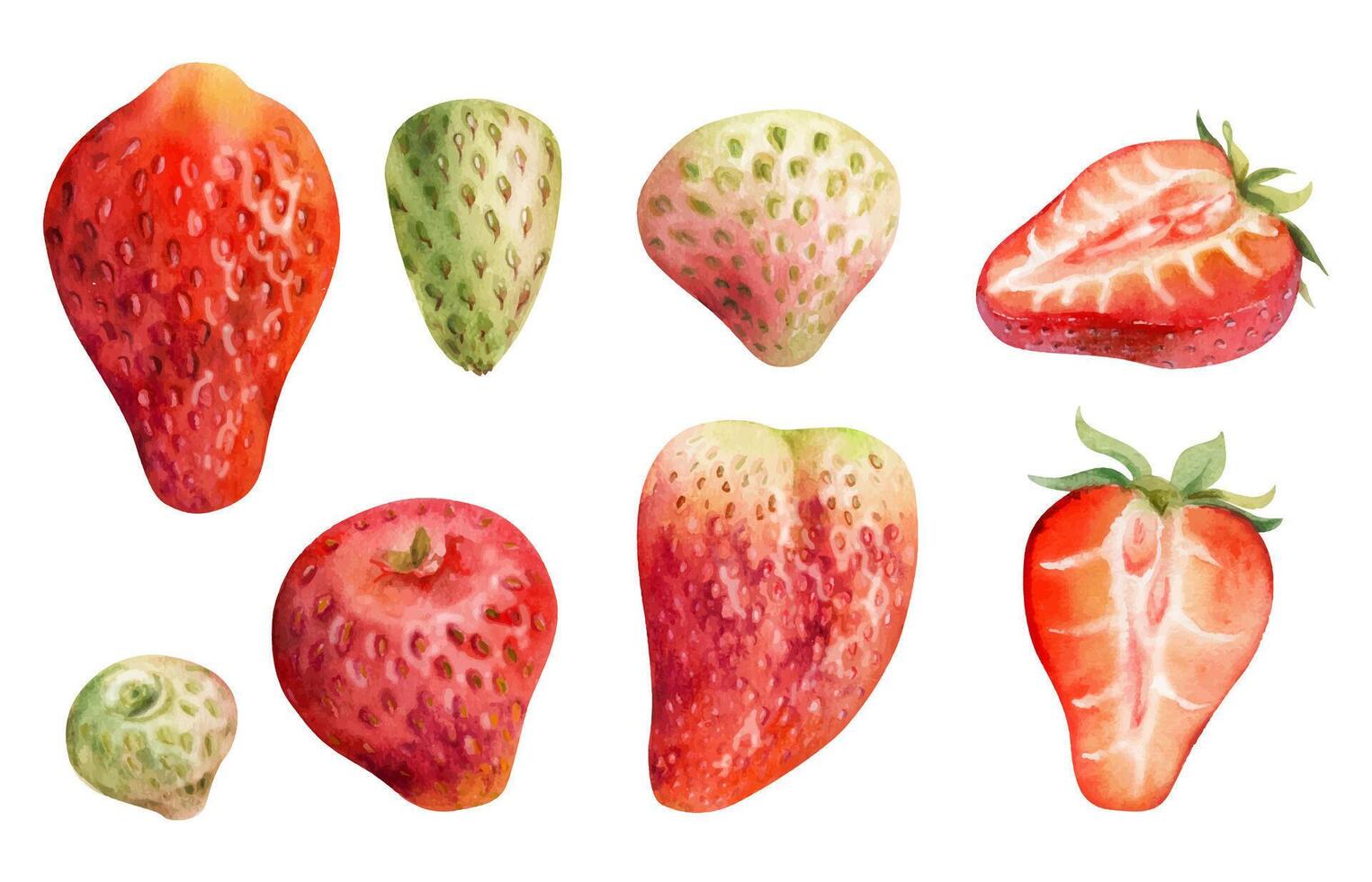 Colorful watercolor strawberry illustrations vector