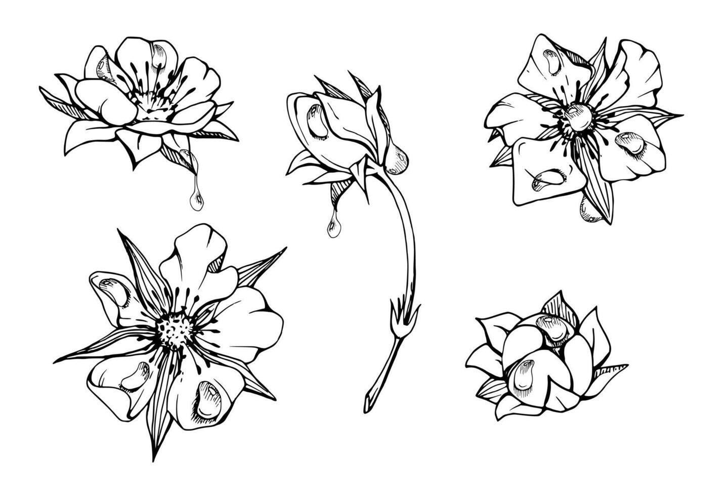 Early spring flower buds in water dew drops. Strawberry raspberry cherry sakura, hand drawn in ink anemone primrose daisy. Single object isolated botanical illustration. Wedding florist shop vector