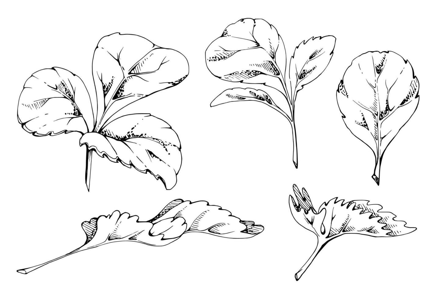 Green trefoil serrated edge leaf set. Flower bush tree plant herb, strawberry raspberry wayfaring burnet blackberry. Isolated hand drawn ink botanical illustration. Wedding florist, cosmetics vector