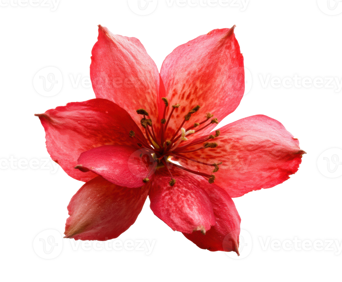 Vibrant red flower with delicate petals for design projects png