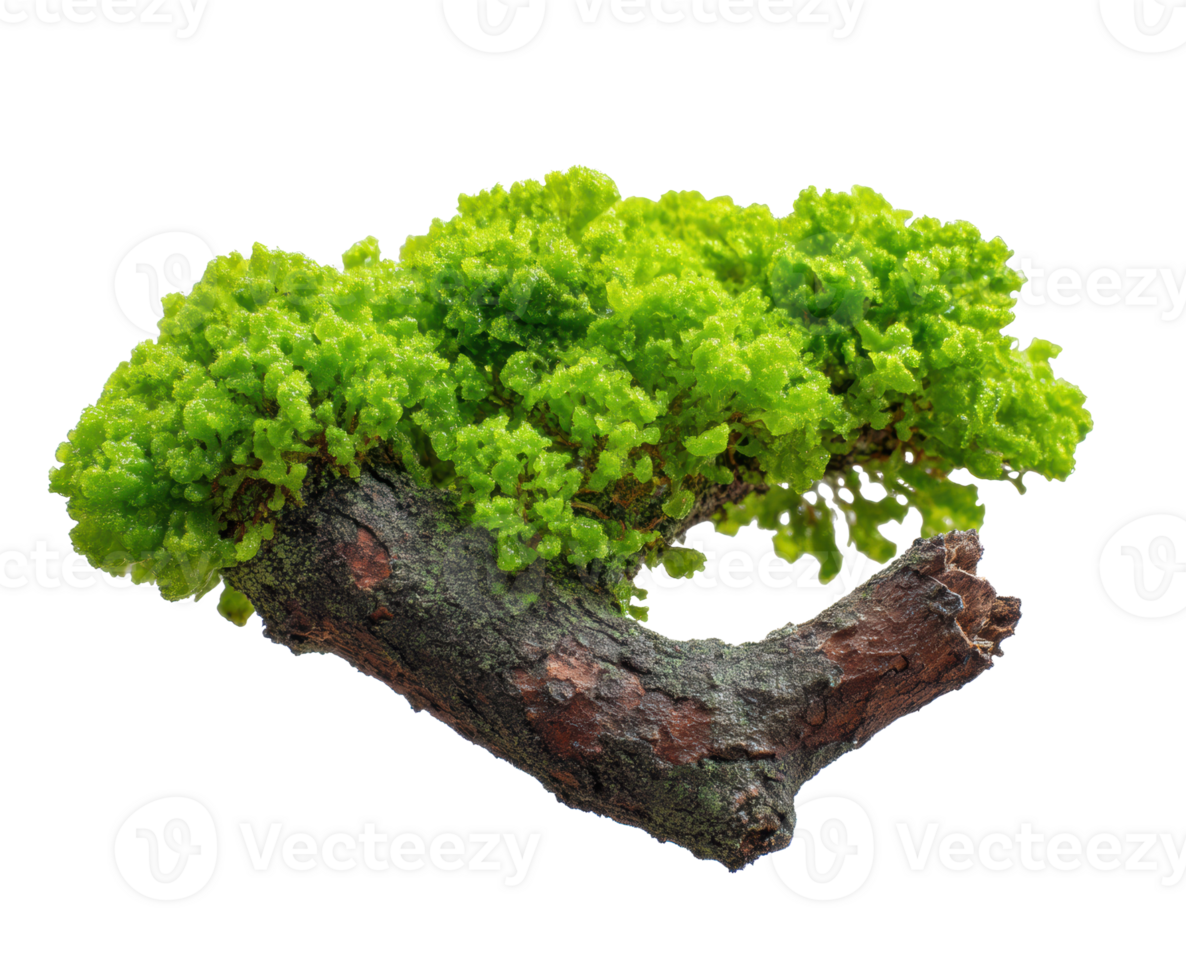 Lush green moss growing on a tree branch for creative designs png