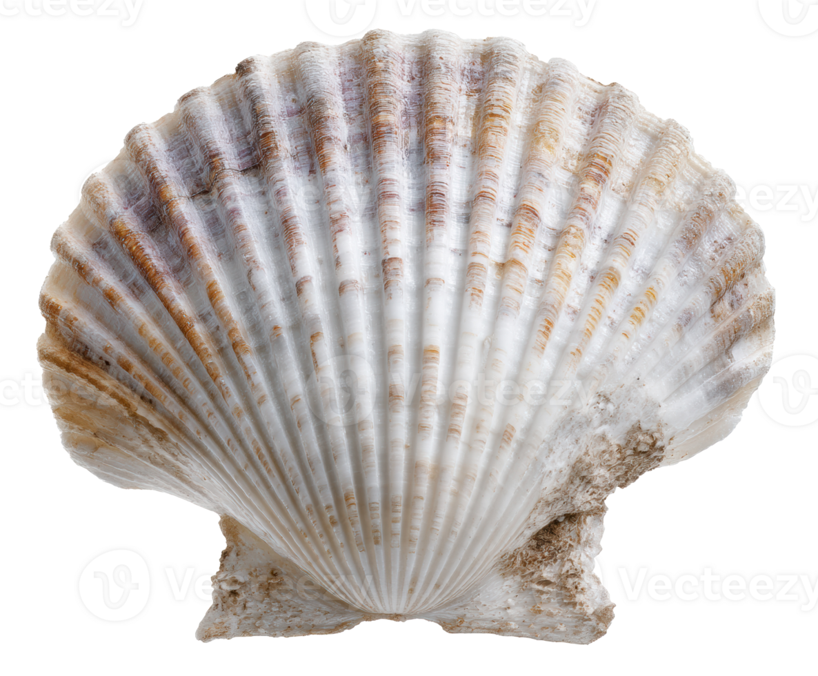 Natural seashell texture for home decor or crafting projects png