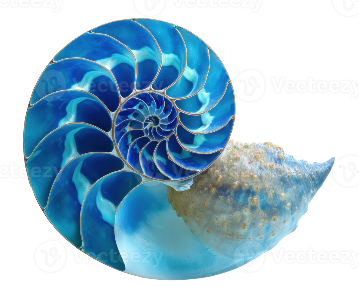 Captivating shell with intricate patterns and vibrant colors png