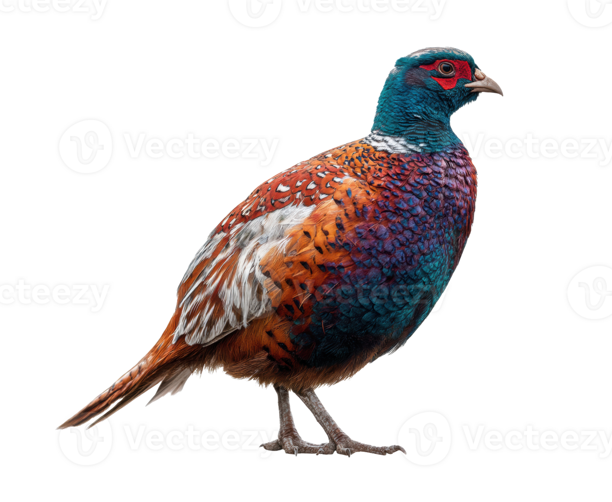 Colorful pheasant standing on a plain surface in natural light png