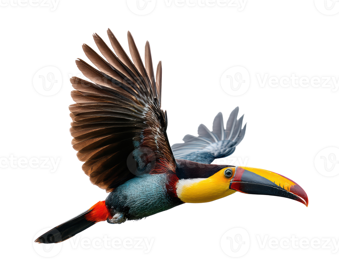 Colorful toucan in flight with vibrant plumage png