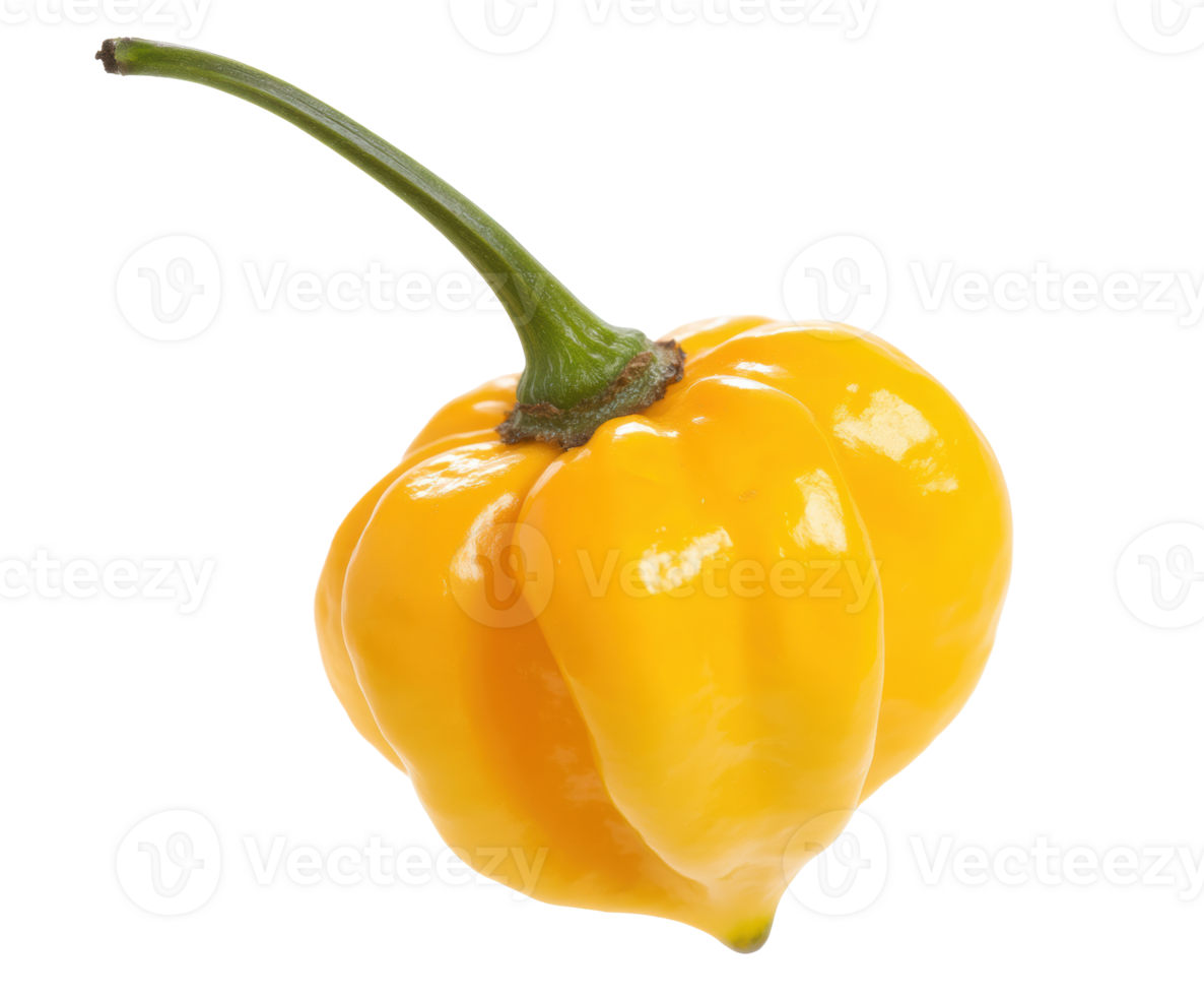 Bright yellow habanero pepper for culinary dishes and recipes png