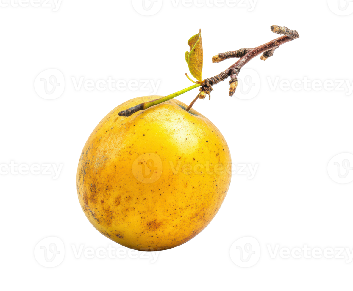 Fresh yellow apple with branch and leaves on display png