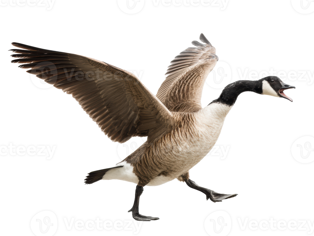 Canada goose in motion with wings spread wide for flight png
