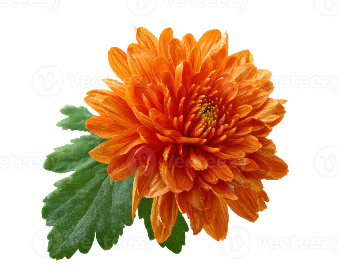 Bright orange chrysanthemum flower with green leaves for design png
