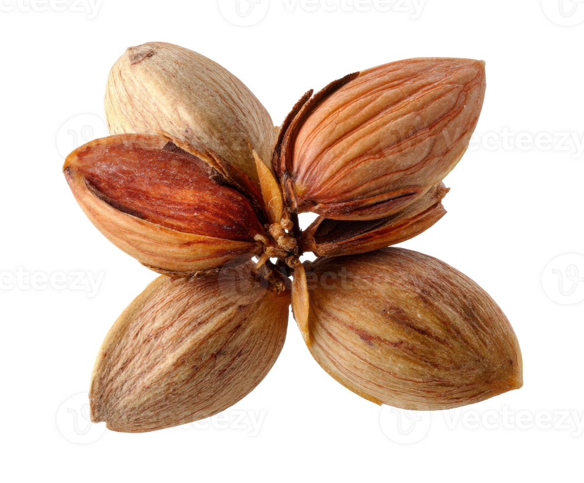 Unique perspective on pine nuts in natural arrangement for design png