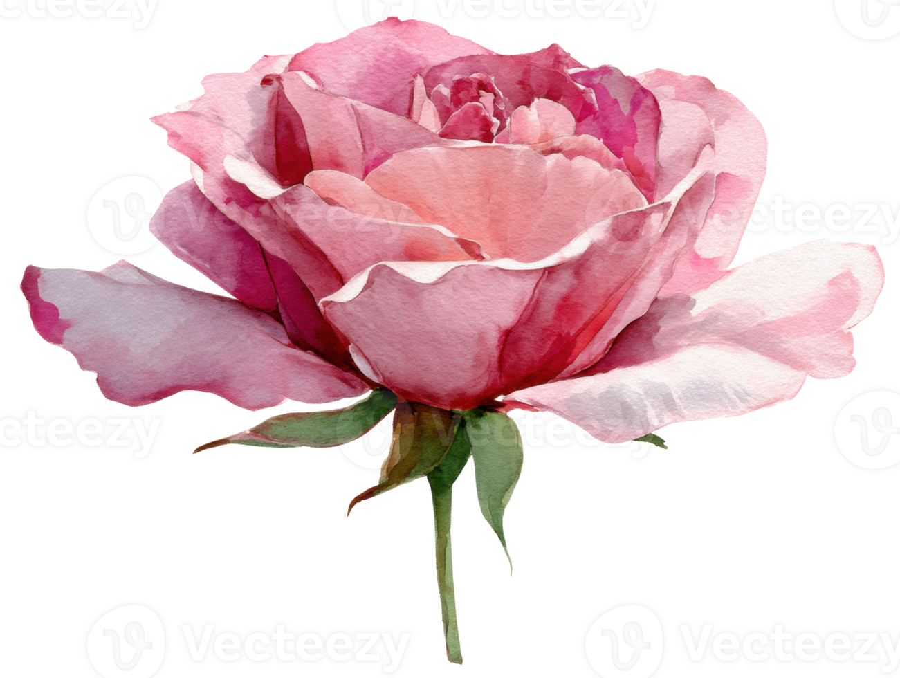 Elegant pink rose with delicate petals for decoration png