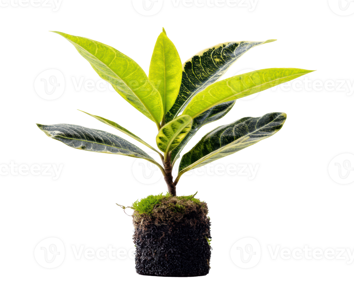 Decorative indoor plant with vibrant green leaves for home decor png