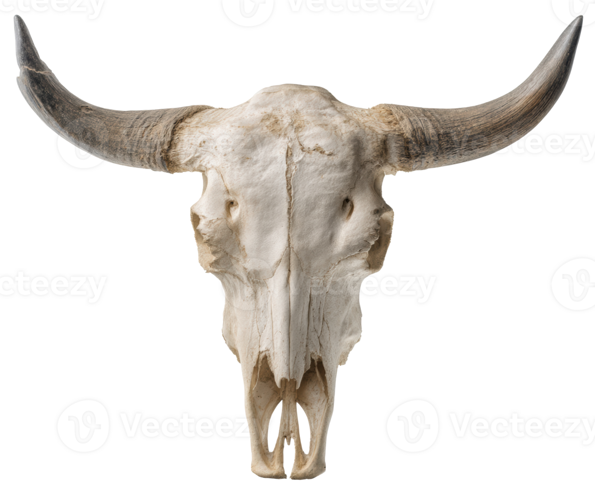 Buffalo skull with horns for rustic decor and natural art png