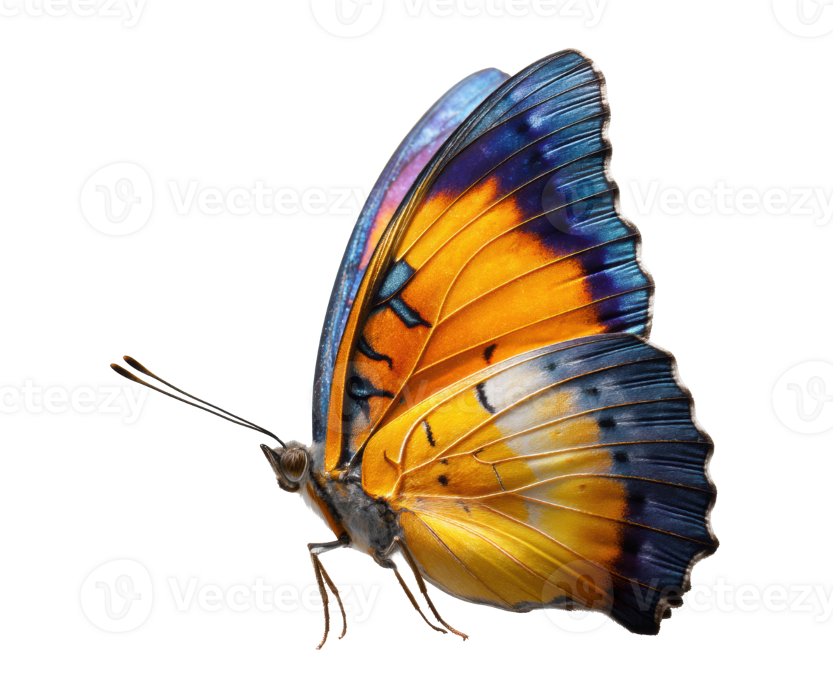 Bright butterfly with vibrant orange and blue wings in nature png