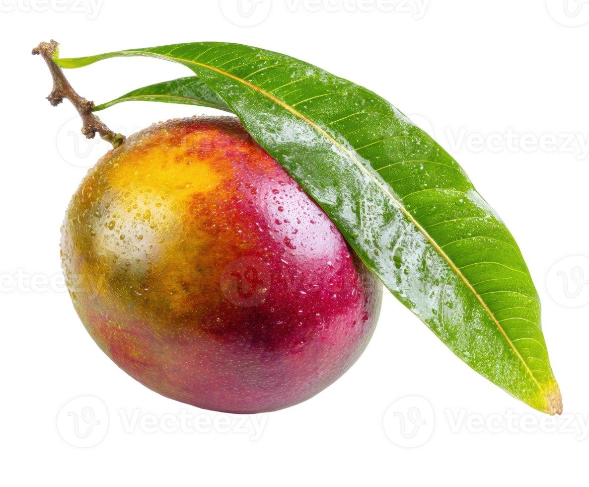 Fresh and juicy mango with dew drops and green leaves png