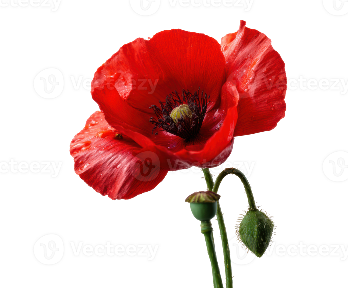 Bright red poppy flower with green bud on white surface png