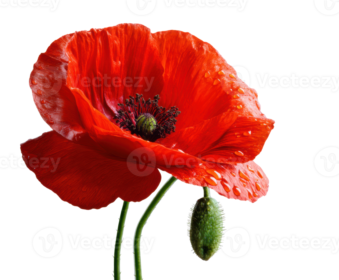 Vibrant red poppy flower with green bud and raindrops png
