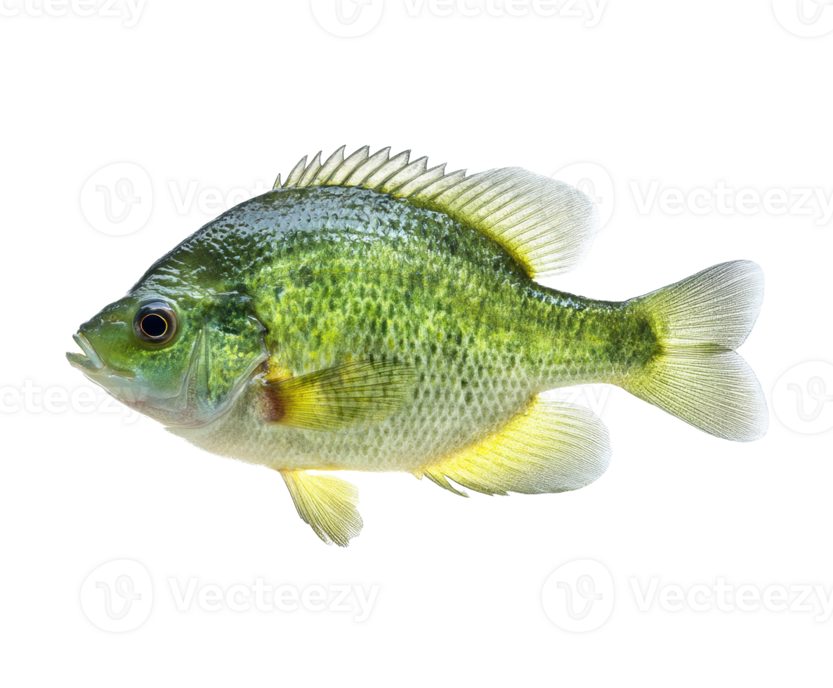 Colorful freshwater fish swimming in natural habitat environment png