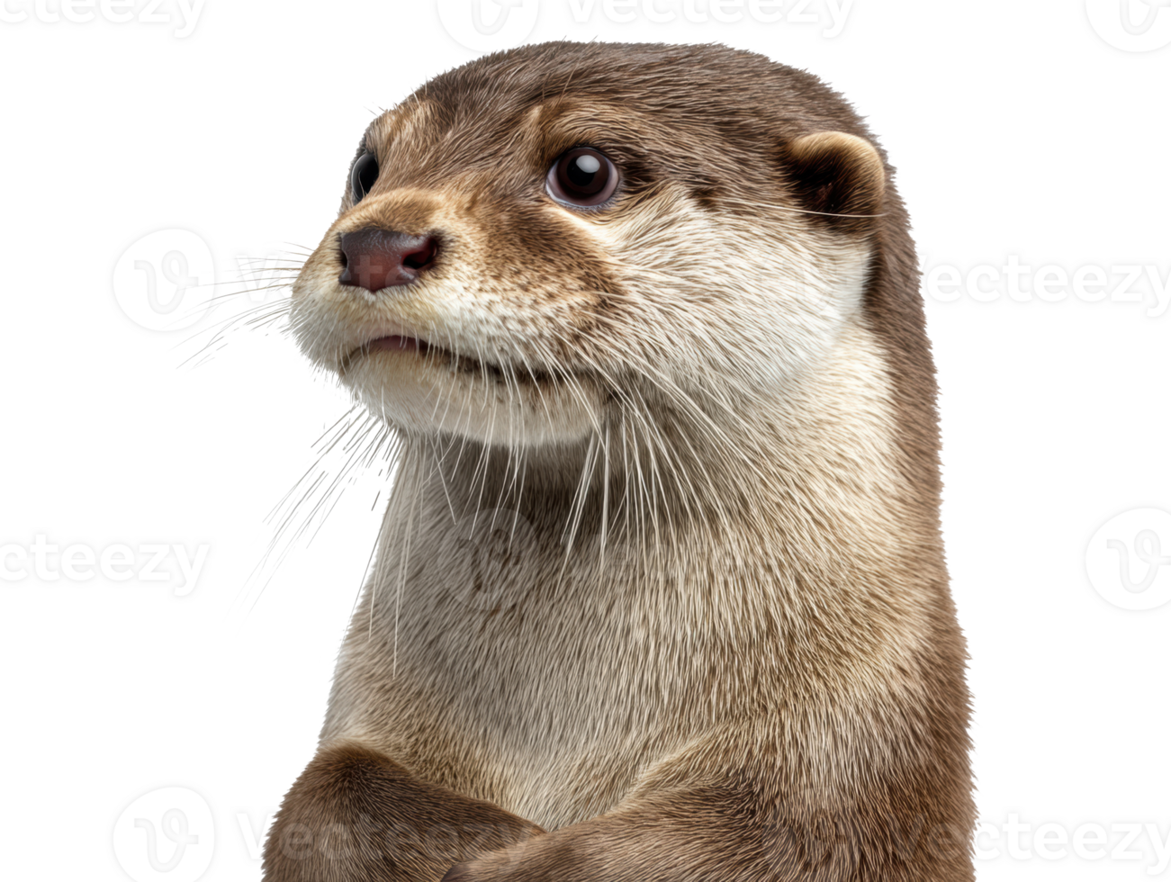 Cute otter portrait looking curiously with folded arms png
