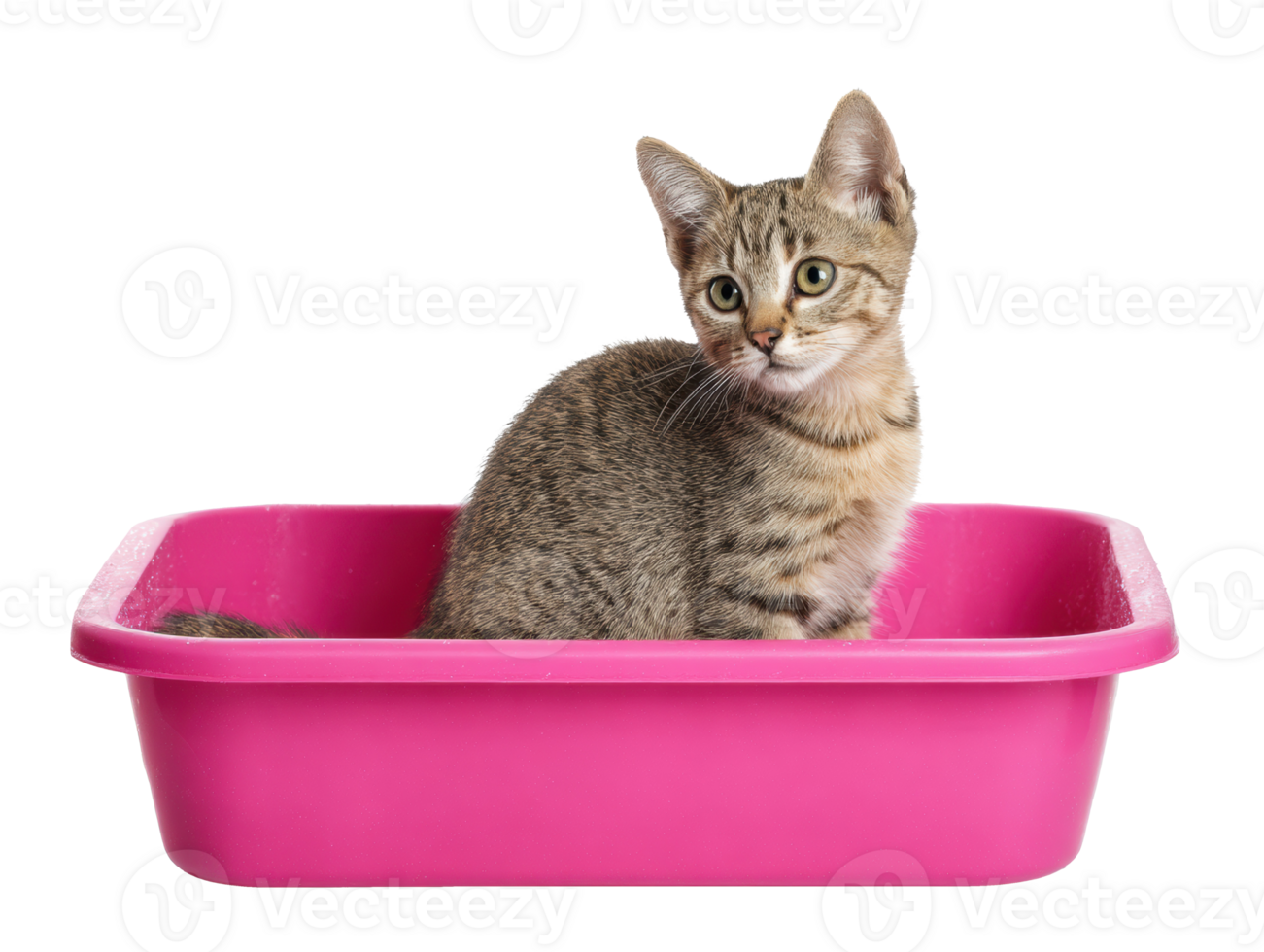Cute kitten resting in a pink litter box indoors png