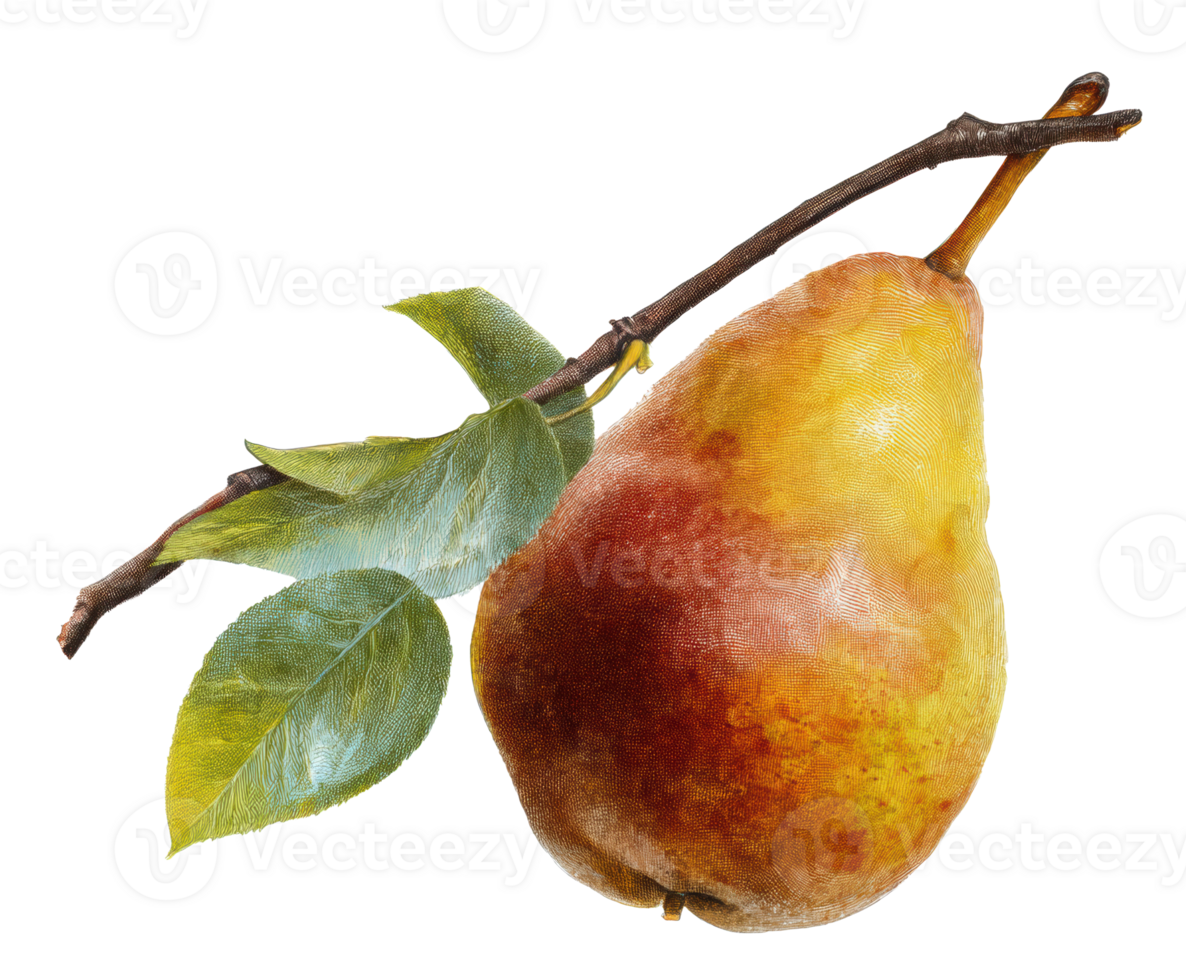 Realistic illustration of a juicy pear with leaves on a branch png