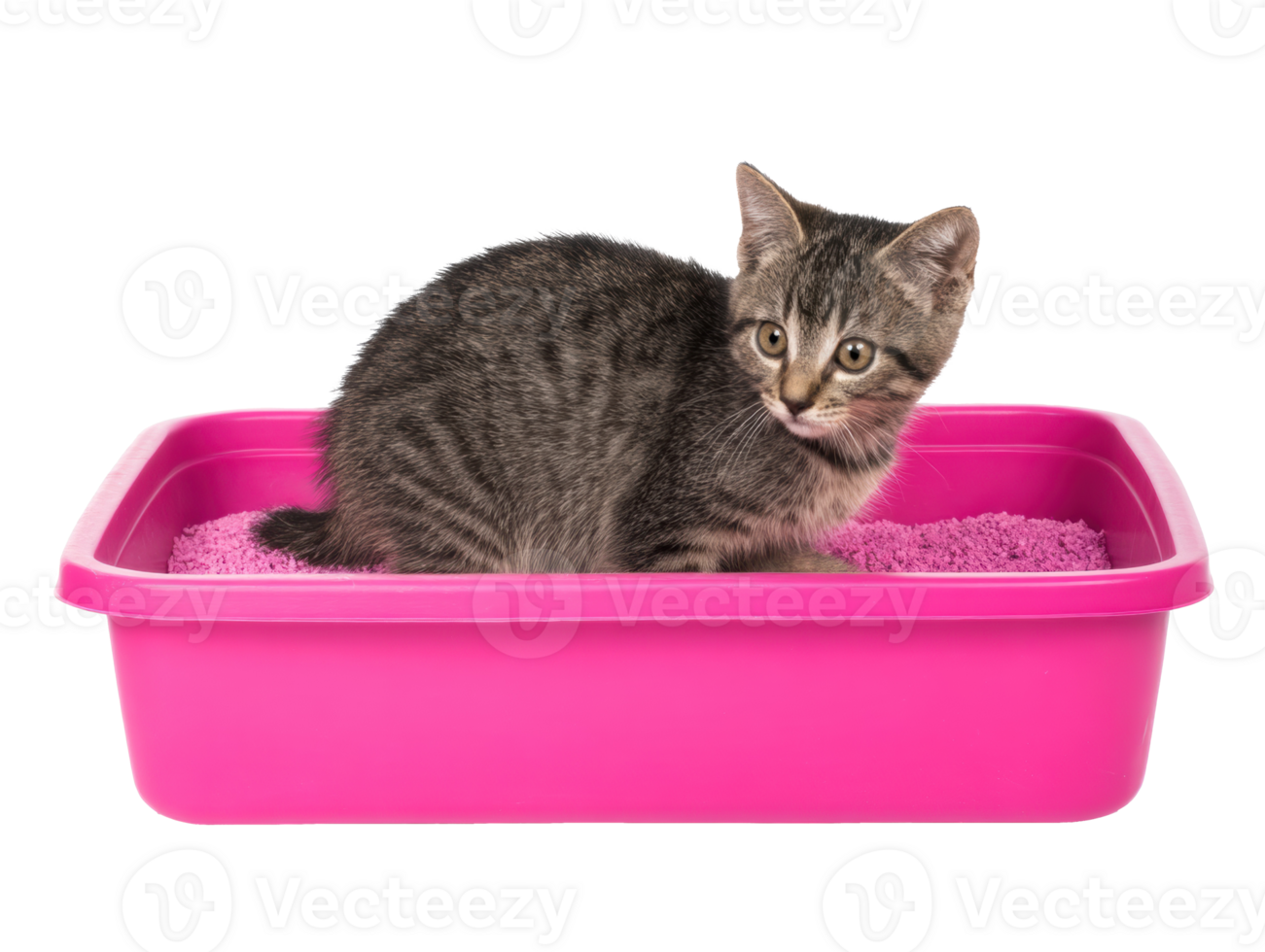 Playful kitten exploring a vibrant pink litter box png