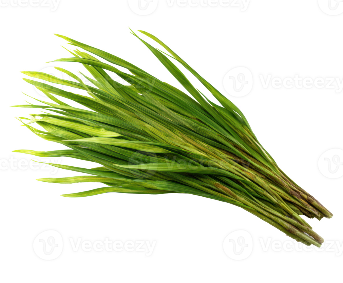 Fresh green herbs for culinary uses in healthy recipes png