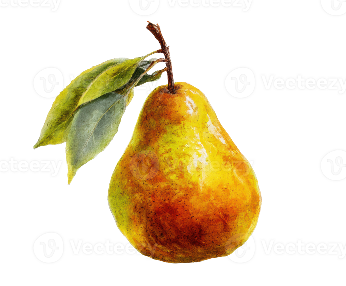 Luscious ripe pear with green leaves for culinary use png