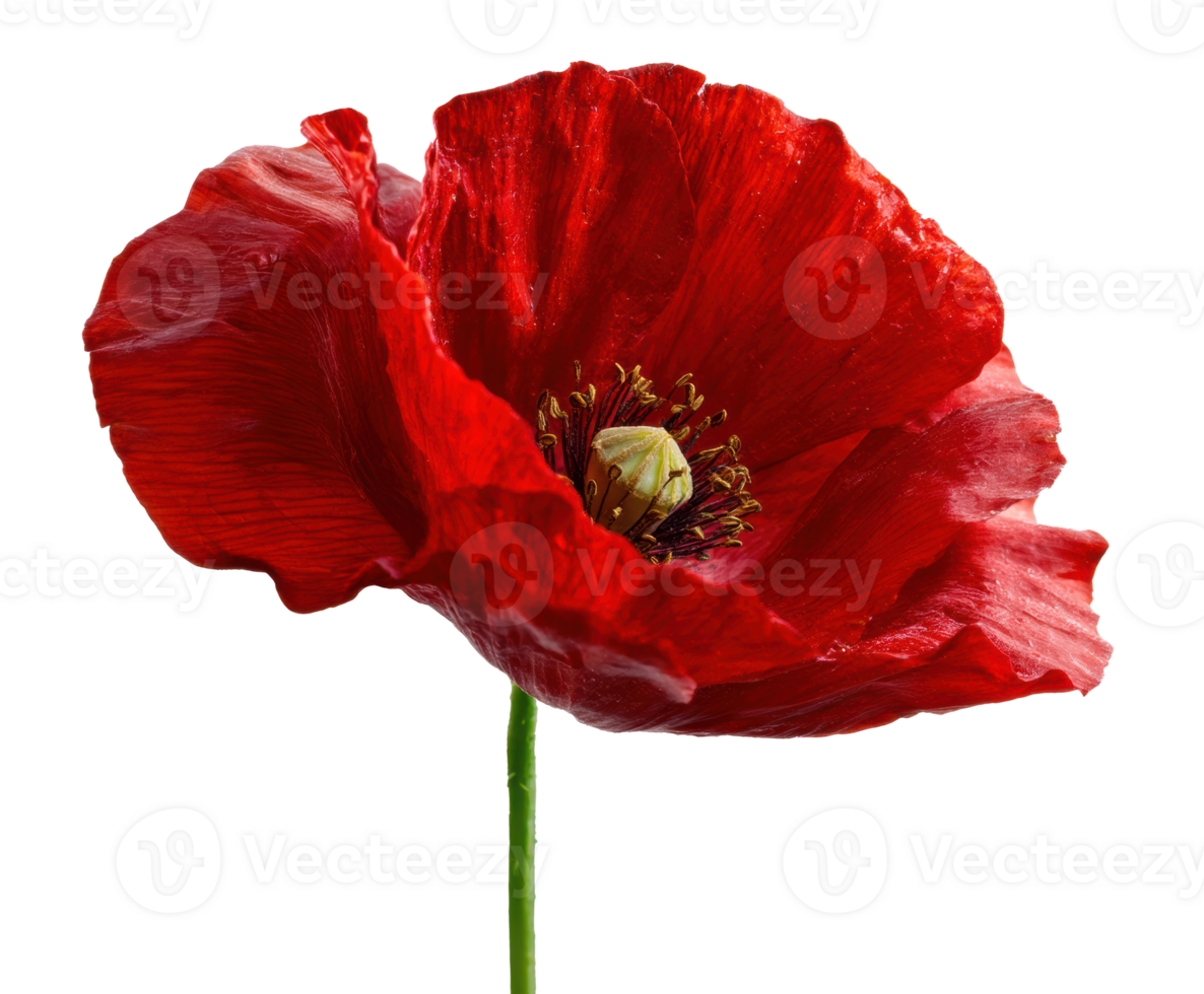 Vibrant red poppy flower in natural bloom png