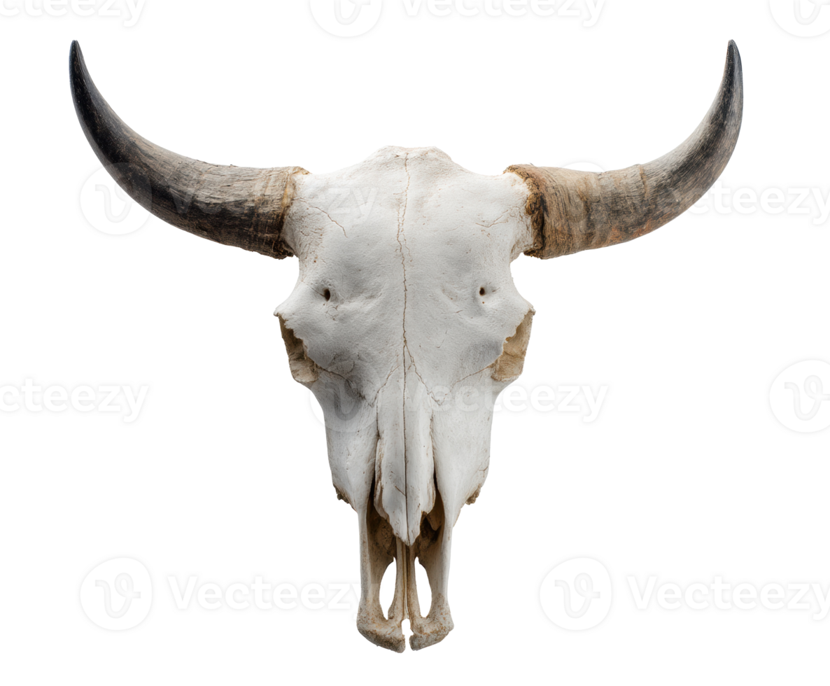 Iconic bull skull as a rustic decor element for nature lovers png