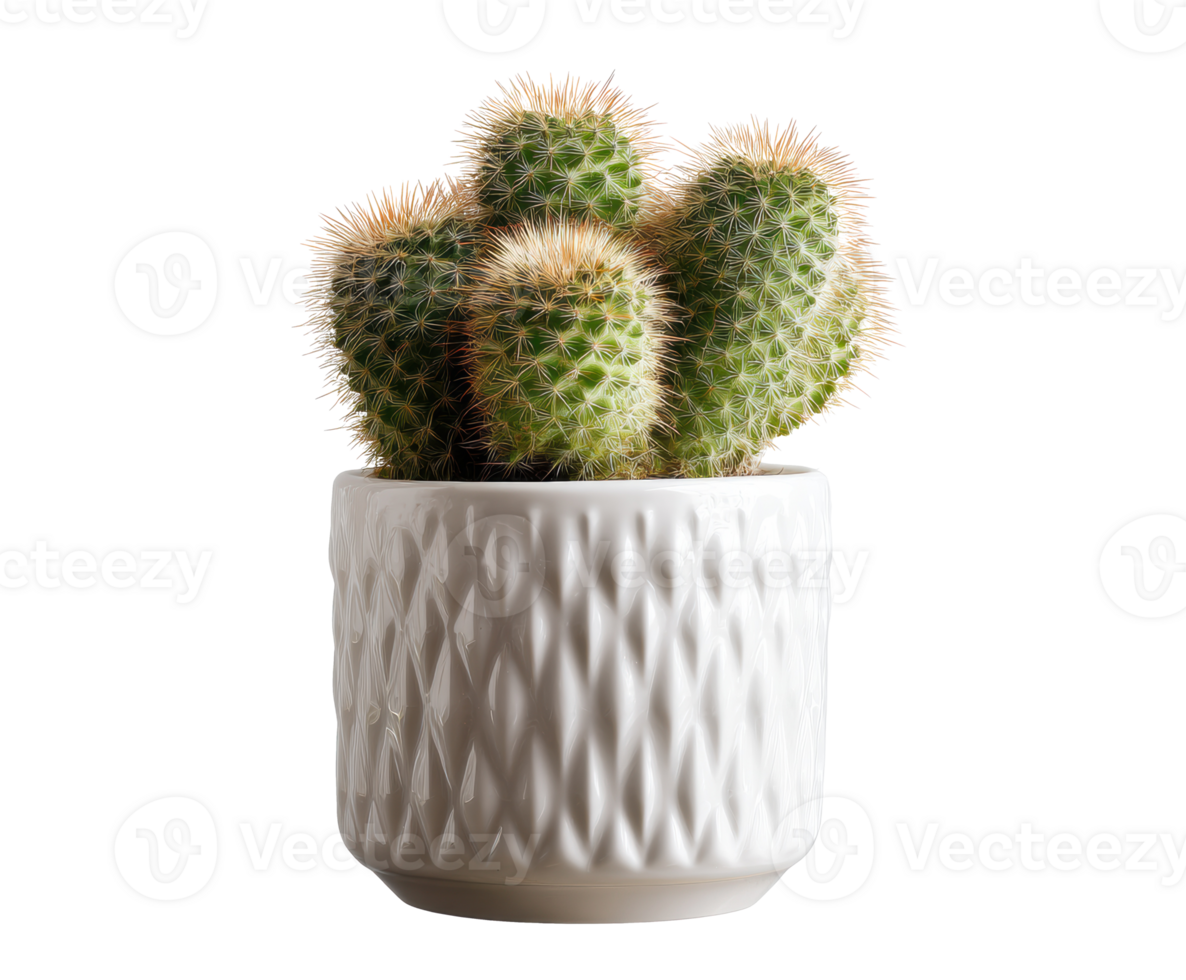 Charming cactus in decorative ceramic pot for home decor png