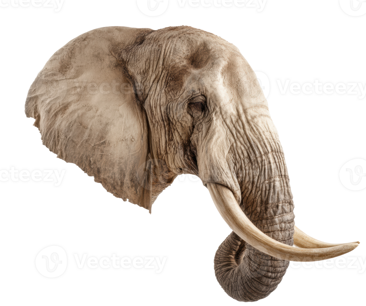 Majestic elephant head displaying exquisite details of nature png