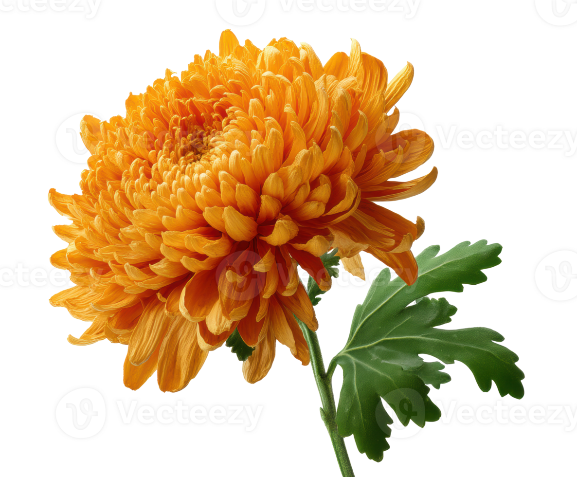 Bright orange chrysanthemum bloom for garden decoration png