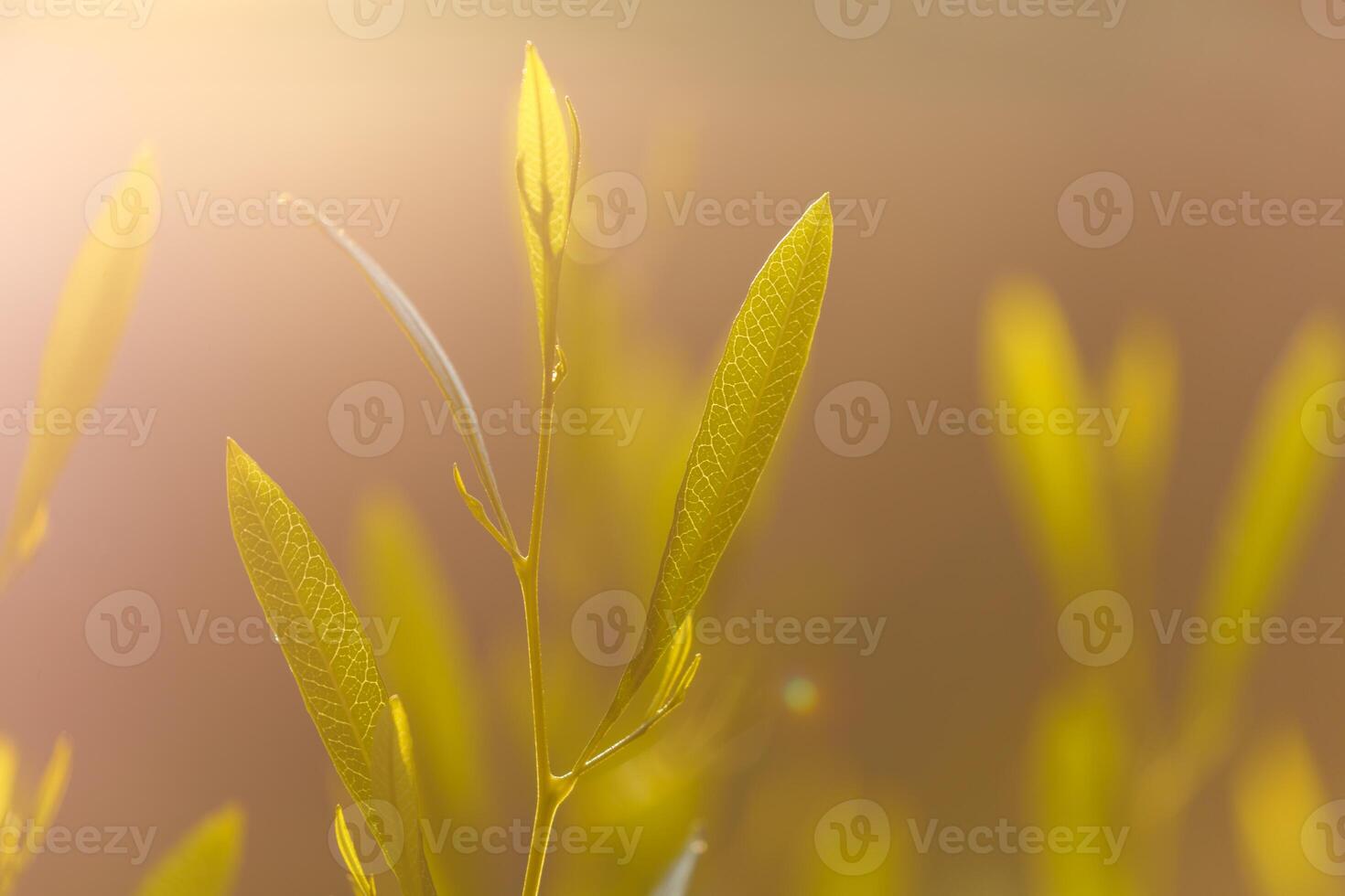 Natures Early Light over Fields photo