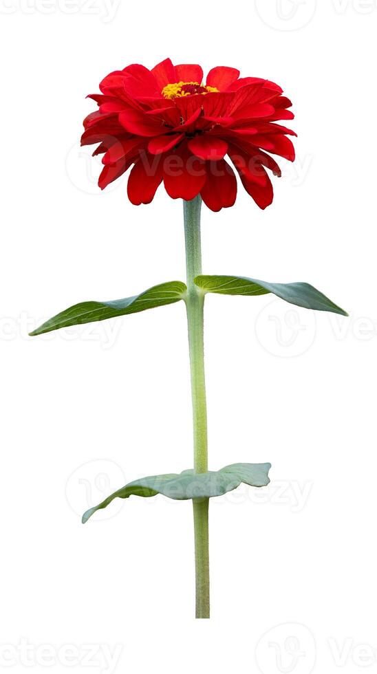 Isolate orange red zinnia flower cut out on white background for summer season and graphic design usage photo