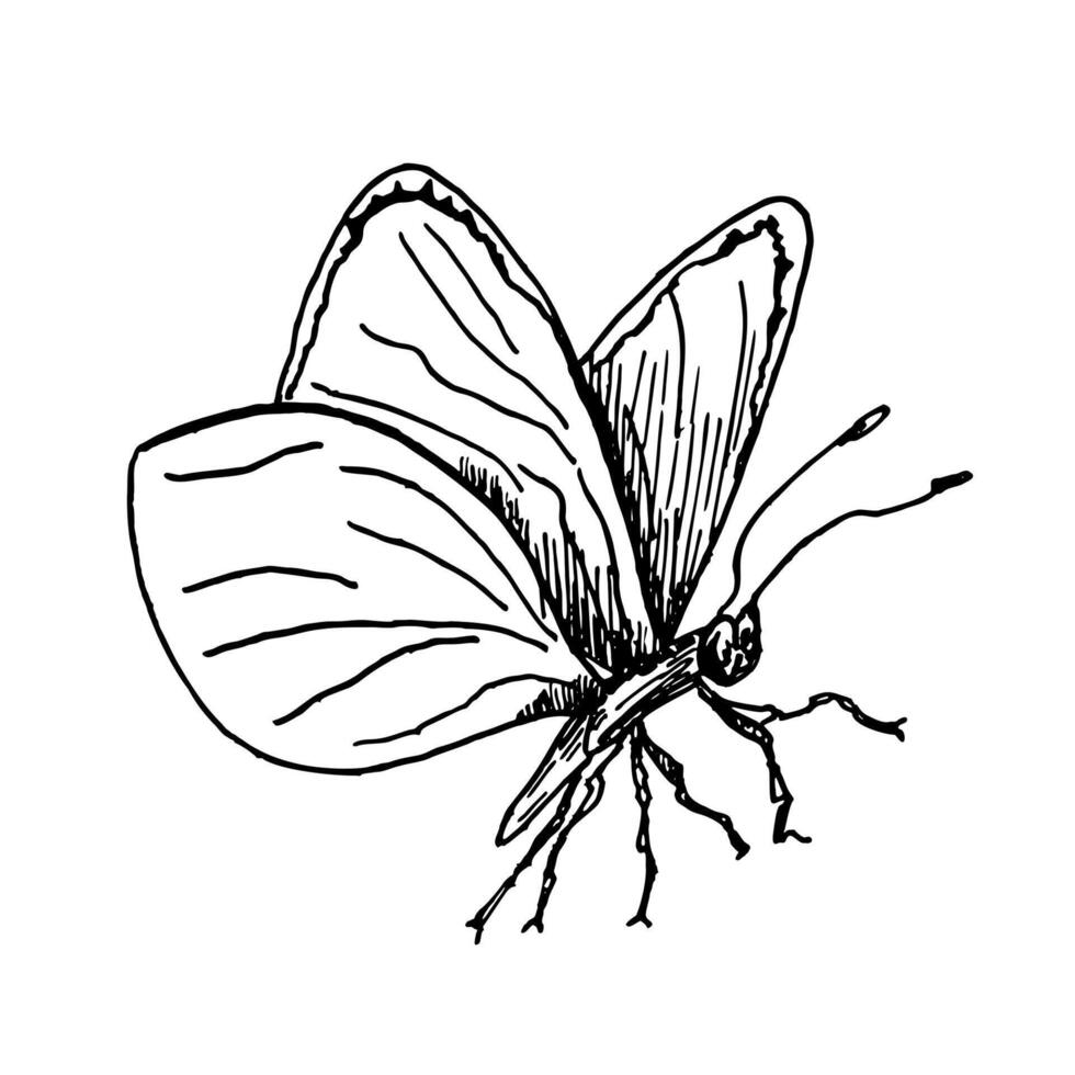 Delicate butterfly hand drawn black and white outline illustration. Painted Lady, Glasswing or Cabbage White butterflies line art sketch for subtle nature prints and minimalist wall decor. vector
