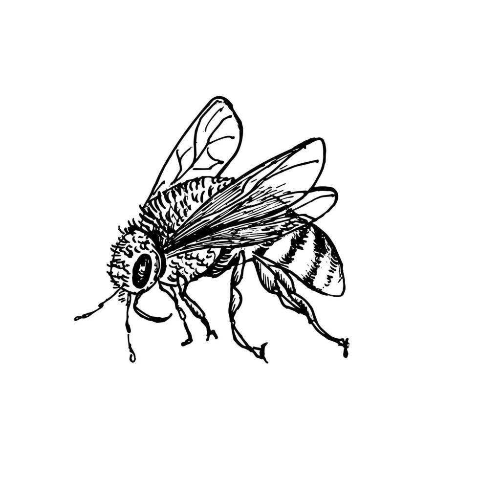 Bee flight hand drawn black and white outline botanical illustration. Wasp monochrome drawing. Buzzing insects by ink sketch for entomology art, garden product packaging, and honey label. vector