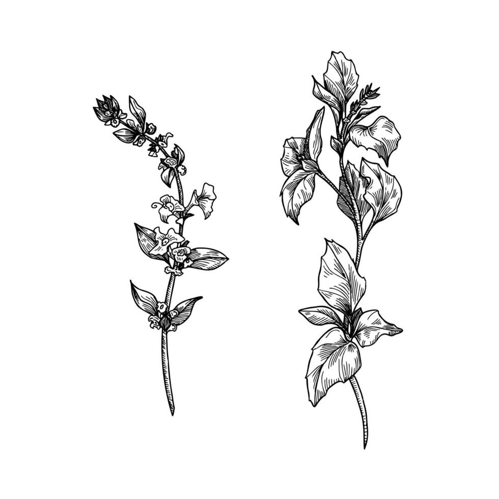 Basil sprig and flowering top hand drawn black and white outline illustration. Culinary herb line art sketch with leaves and bloom for botanical prints, organic packaging, and garden designs. vector