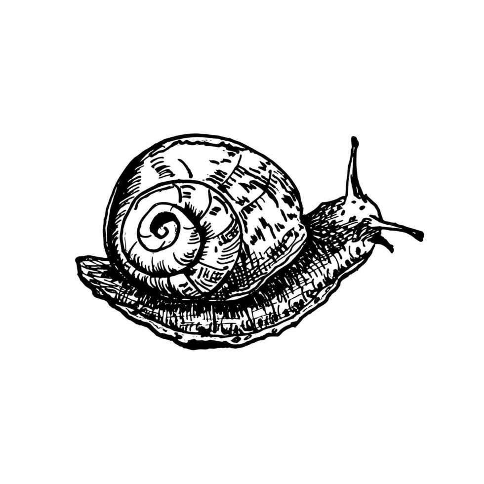 Roman snail hand drawn black and white outline illustration. Snail monochrome line art. Spiral shelled mollusk drawing for countryside themed designs, entomology prints, organic branding. vector