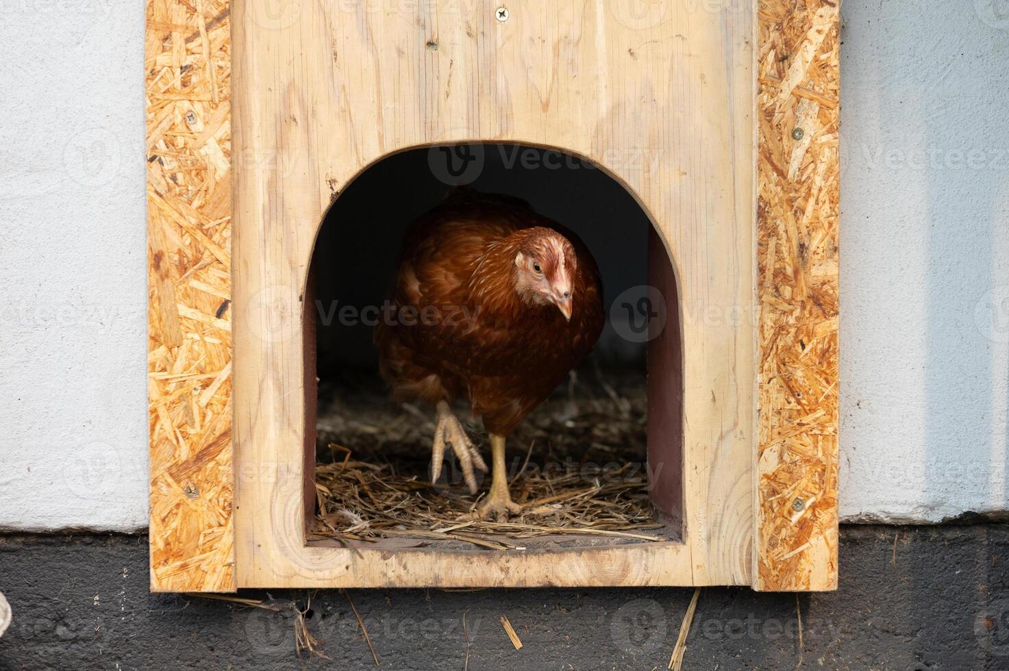 Brown chicken in wooden coop entrance with straw bedding photo