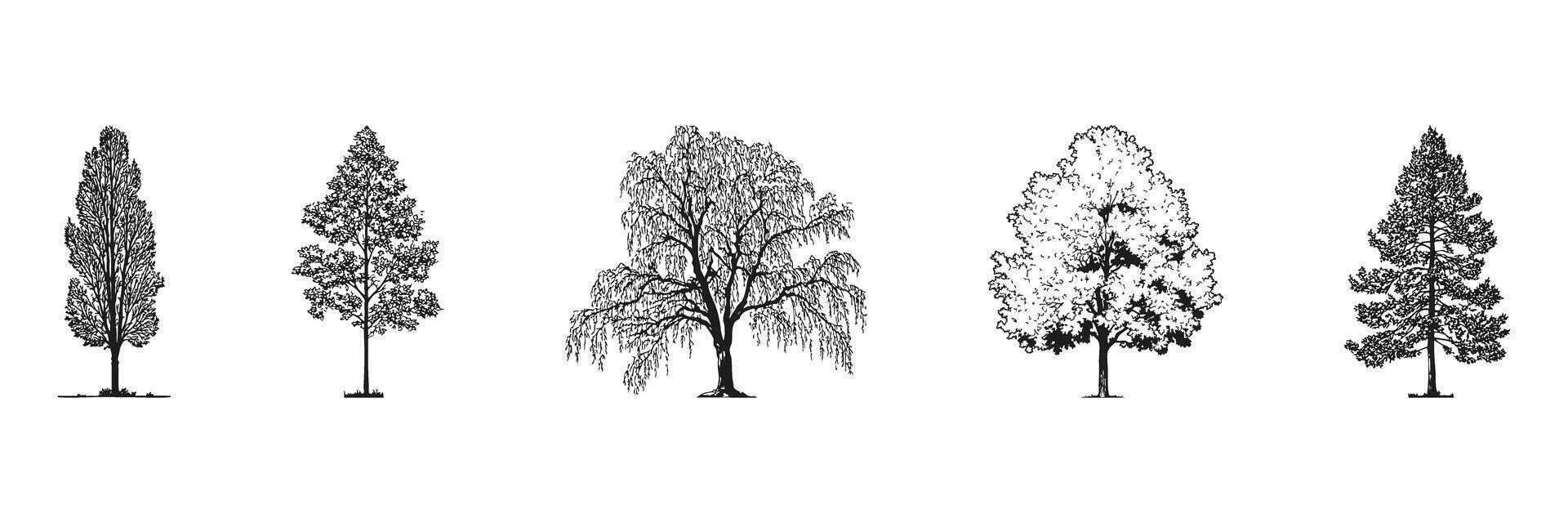 Monochrome Tree Silhouettes Side View Set. Landscape Architecture And Urban Green Space Design Collection. Isolated Illustration vector