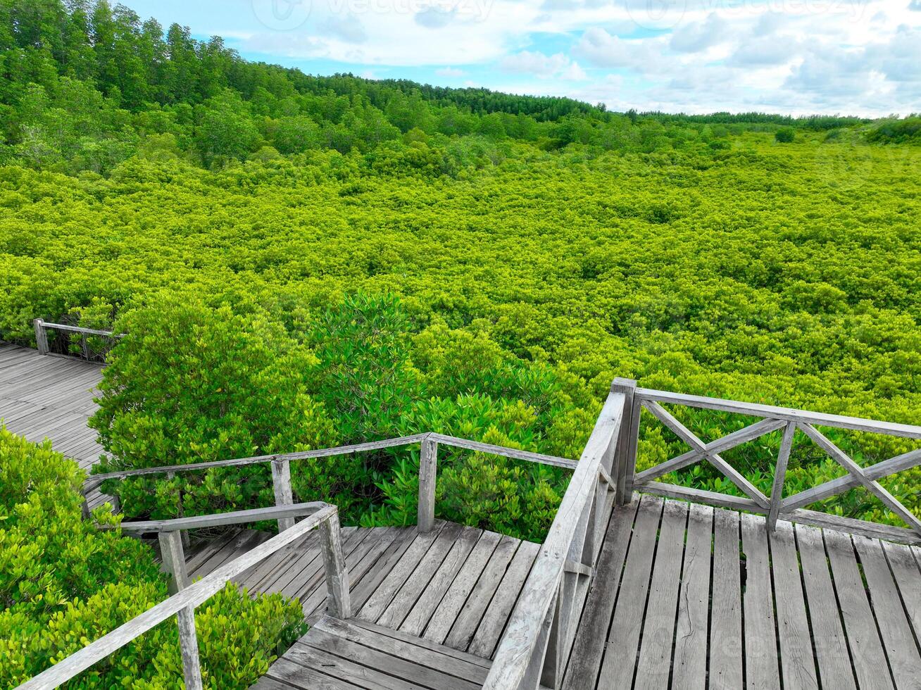 Green mangrove forest with wooden walkways, highlighting the role of these ecosystems in carbon sequestration, ecotourism, and as a defense against rising sea levels and climate change impacts. photo