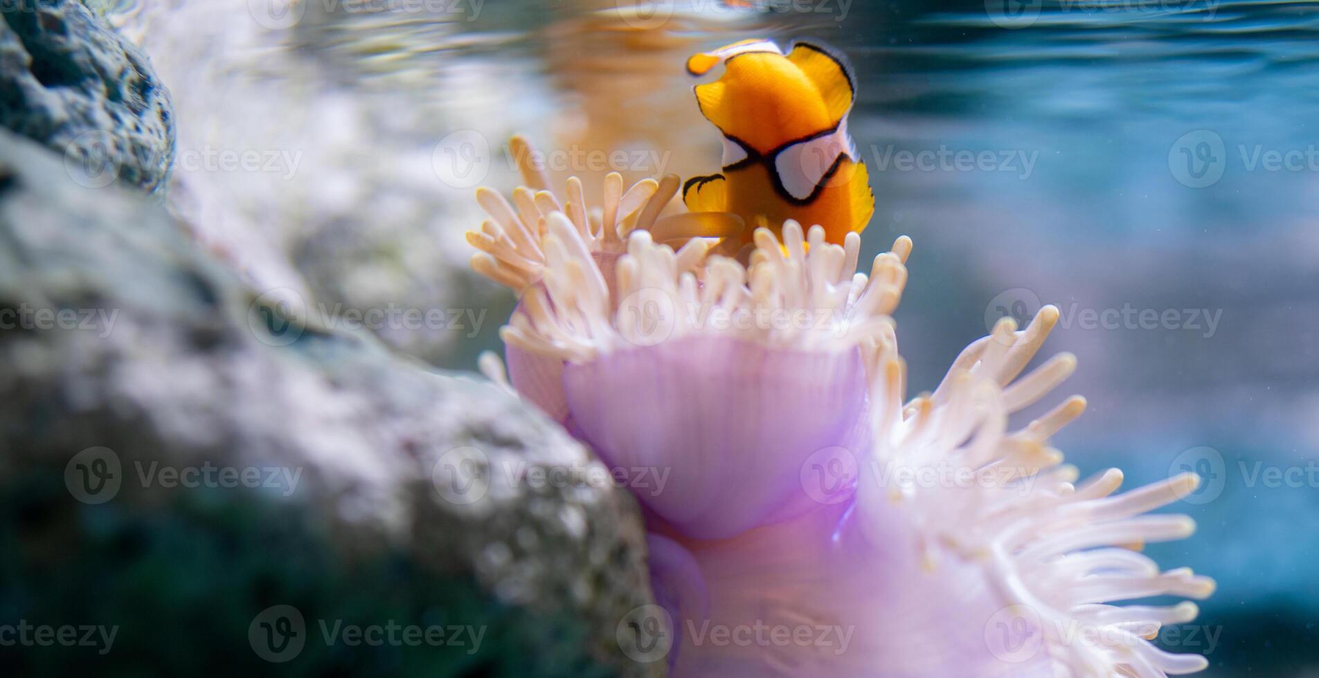 Bright orange clownfish swimming among vivid sea anemones in a serene coral reef environment showcasing the beauty of marine life, tropical underwater ecosystems, and the biodiversity of the ocean. photo