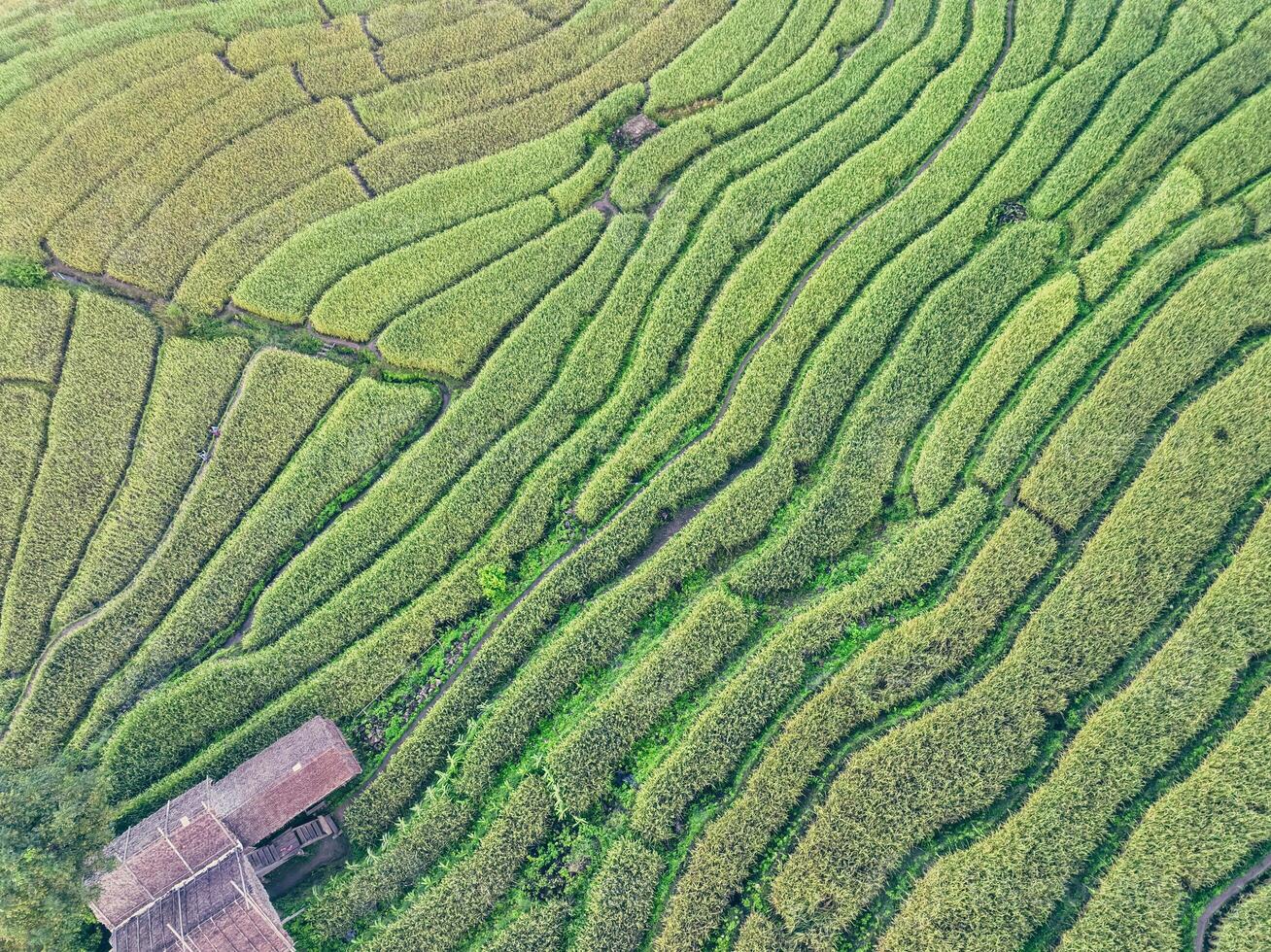 Lush agricultural terraces in northern Thailand hillsides surrounding small traditional village in Chiangmai region. Growing season. Sustainable farming techniques and authentic rural lifestyle. photo