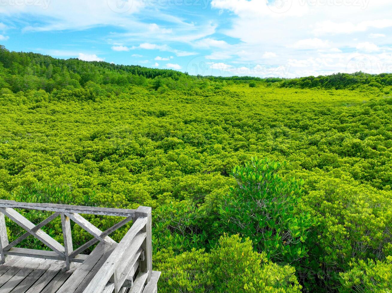 Aerial view green mangrove forest. Carbon storage, climate change mitigation, and conservation of vital marine habitats. Essential for coastal protection, restoration efforts, and blue carbon programs photo