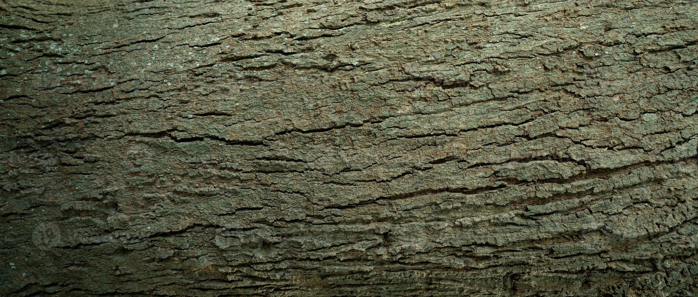 Old tree bark. Natural patterns and rough texture. Sustainability and carbon neutrality. Natural brown tree bark texture. Environmental sustainability and conservation. Sustainable eco friendly design photo